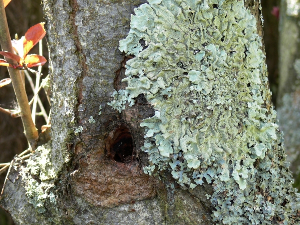 Lichen